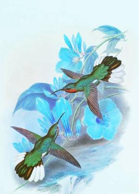 A Concise History of Ornithology