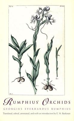Rumphius' Orchids - from Georgius Everhardus Rumphius Ambonese Herbal