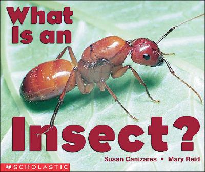 What Is An Insect (Emergent Readers)