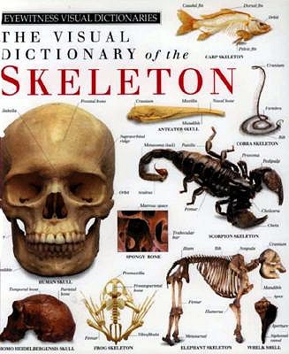 Image for Skeleton (American) Skeleton (American)