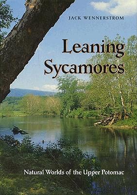 Leaning Sycamores Natural Worlds Of The Upper Potomac