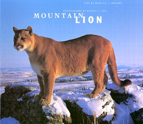 Mountain Lion