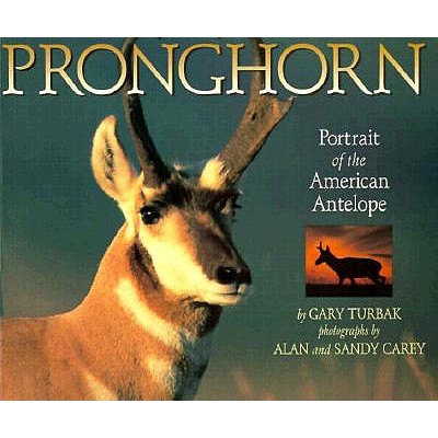 Pronghorn