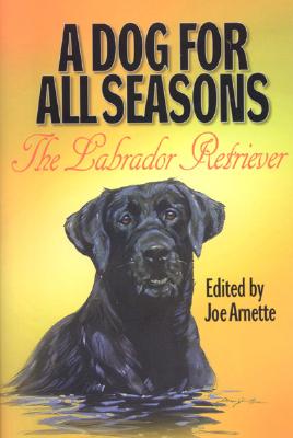 A Dog For All Seasons The Labrador Retriever