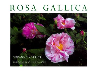 Rosa Gallica