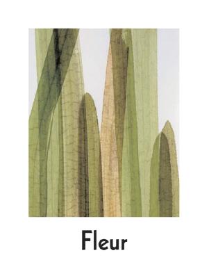 Fleur Olby: Plant Portraits