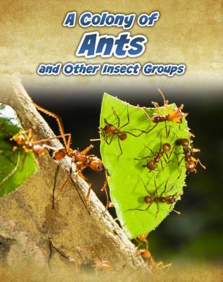 A Colony of Ants (Animals in Groups)