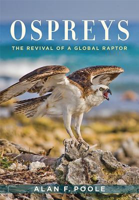 Ospreys : The Revival of a Global Raptor