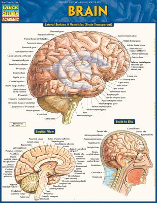 Image for Brain (Quick Study Academic)
