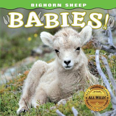 Bighorn Sheep Babies