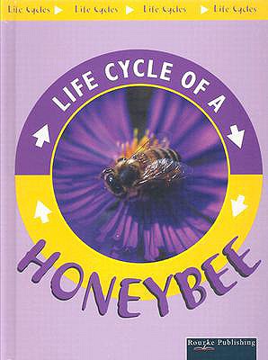 Image for Life Cycle of a Honeybee Life Cycle of a Honeybee