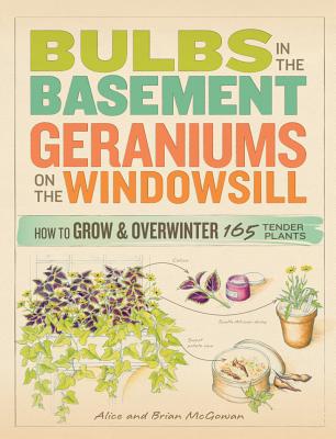 Bulbs In The Basement Geraniums On The Windowsill How To Grow & Overwinter 165 Tender Plants