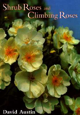 Shrub Roses And Climbing Roses With Hybrid Tea Ad Floribuda Roses