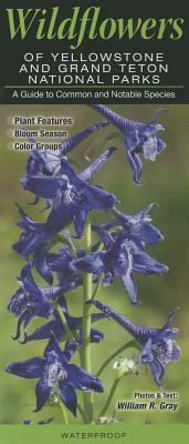 Wildflowers of Yellowstone & Grand Teton National Parks: A Guide to Common & Notable Species